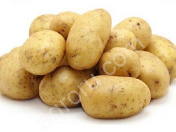 Семенной картофель от производителя