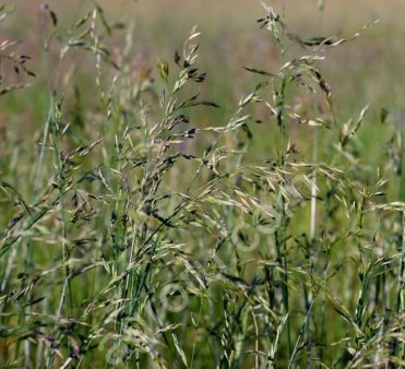 Овсяница луговая