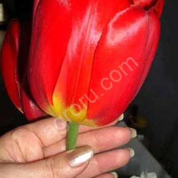 Крупные тюльпаны оптом