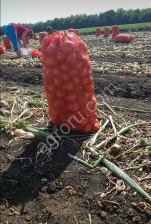 МОЛОДОЙ ЛУК