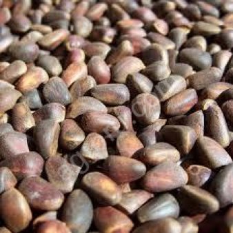 Кедровый орех