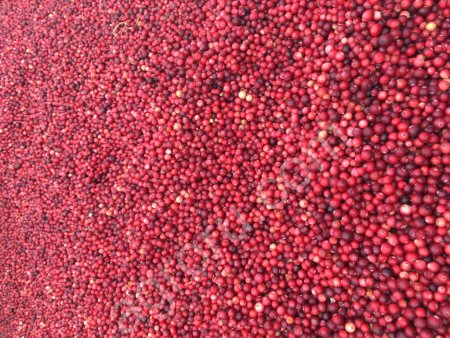 Клюква свежая