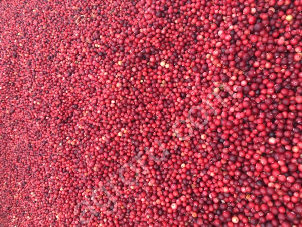 Клюква свежая