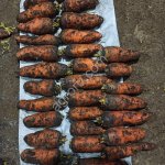 Морковь оптом