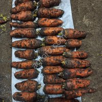 Морковь оптом