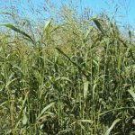 Суданская трава Кинельская 100