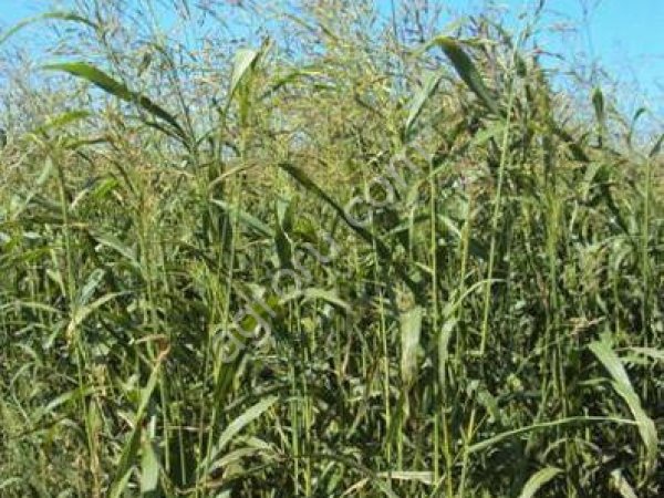 Суданская трава Кинельская 100