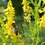 Семена Донник желтый