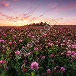 Фунгицид УНИВЕРСАЛ, СП (аналог Фунгикур) тебуконазол, 500 г/кг