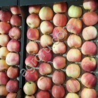 Яблоки оптом сорт Гала шнига 1 категория