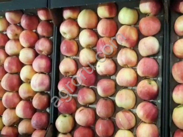 Яблоки оптом сорт Гала шнига 1 категория