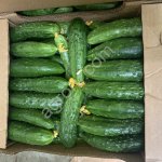 Огурец Атлет