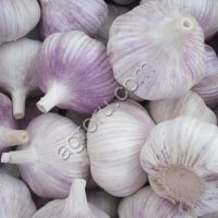 Чеснок свежий.