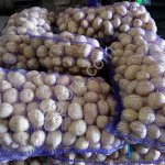Семенной картофель и мытый Коломбо