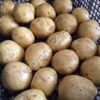 Картофель КОЛОМБА (желтый)