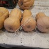 Тыква Матильда