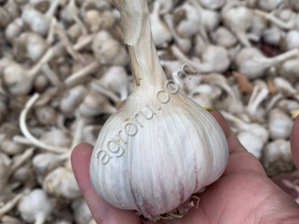 Чеснок озимый