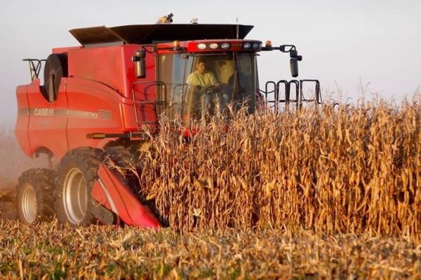 Краткий обзор рынка зерна