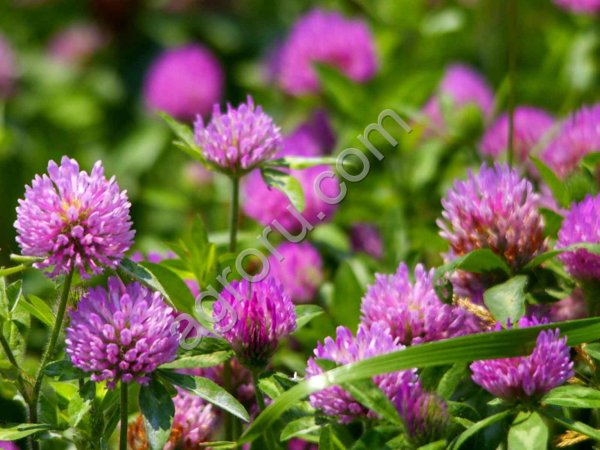 Травосмесь райграса однолетнего и мног. трав (с клевером)