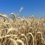 Пшеница мягких сортов