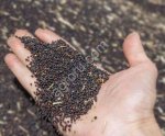 Рапс масличный российского происхождения для оптовых поставок и экспортных сделок