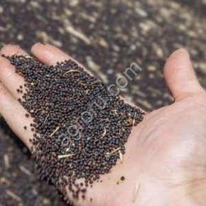 Рапс масличный российского происхождения для оптовых поставок и экспортных сделок