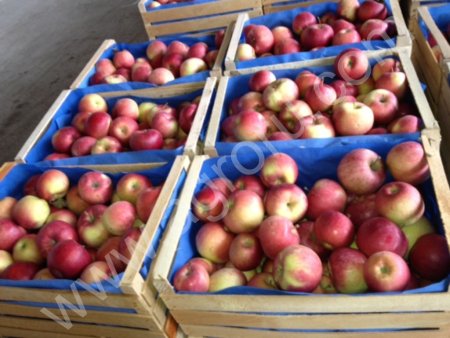 Яблоки Айдаред