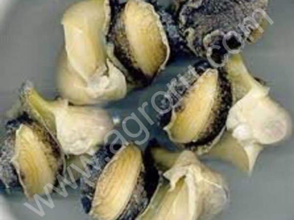 Мясо трубача, очищенное, отбеленное