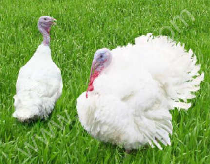 Индюшата белые широкогрудые