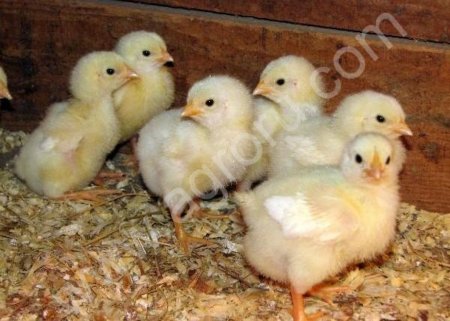 Бройлер суточный