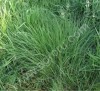 РАЙГРАС ПАСТБИЩНЫЙ