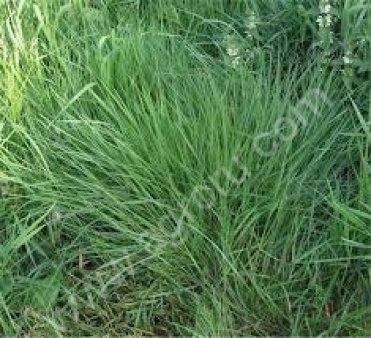 РАЙГРАС ПАСТБИЩНЫЙ