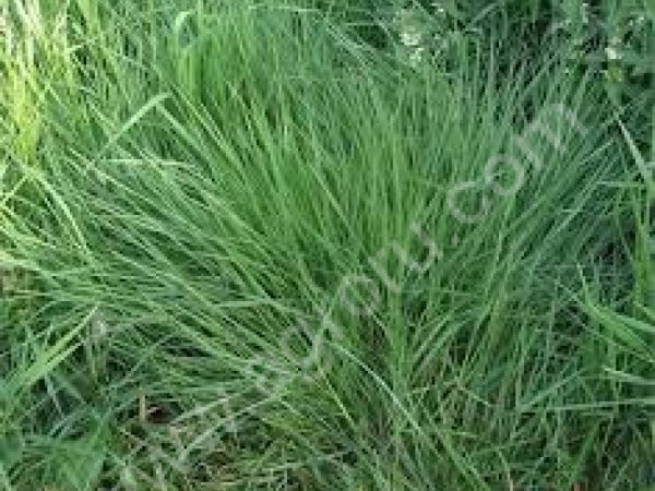 РАЙГРАС ПАСТБИЩНЫЙ