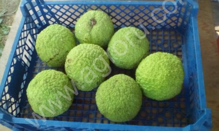 Плоды, экстракт и саженцы ЧЁРНОГО ОРЕХА и Маклюры