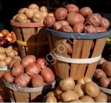 картофеля оптом от производителя