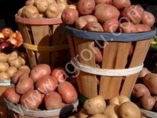 картофеля оптом от производителя