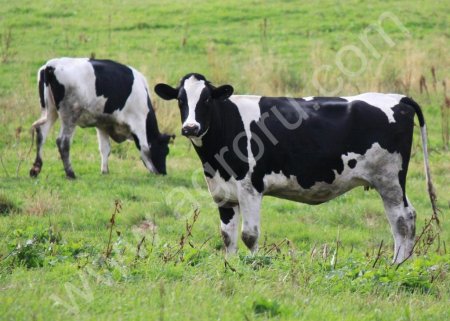 Электро пастух