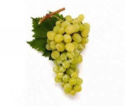 Виноград сортов Victoria, Blac Magic,Big Perlon; Italia; Red Globe; Paglieri;