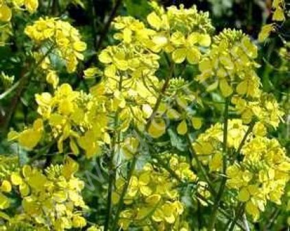 Горчица белая сорт Рапсодия