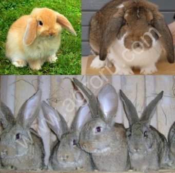 Элитные кролики Бельгийский обр, Фландр, Ризен, Баран