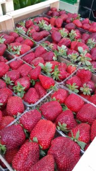 Клубника оптом