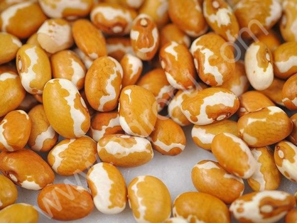 Бобовые. Редкие сорта. Семена