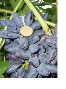 Розы и подвой шиповника,черная и красная смородина,виноград.можжевельник