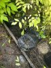 Бархат Амурский саженцы ЗКС пять лет