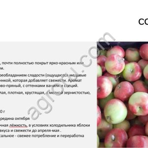 яблоко Лигол 70+, урожай 2026, Орловская область