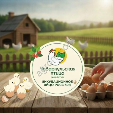 Инкубационное яйцо бройлера РОСС -308