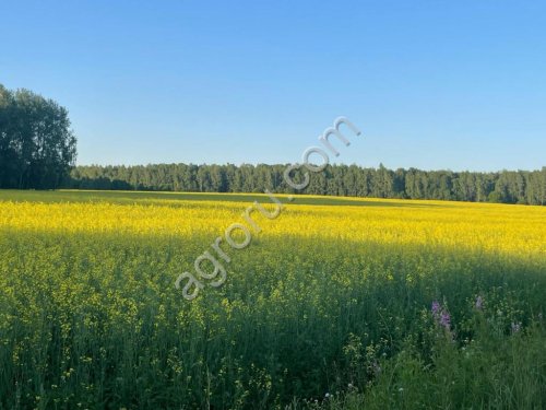 действующее сельхозпредприятие, земельный участок 1624 Га