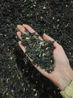 ПОДСОЛНЕЧНИК