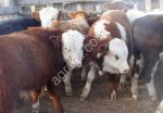 КРС бычки на экспорт Узбекистан Таджикистан