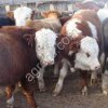 КРС бычки на экспорт Узбекистан Таджикистан
